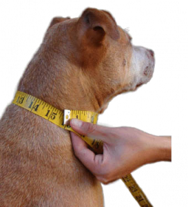 قلاده رنگی طرحدار سایز2 (30 تا 40 cm)