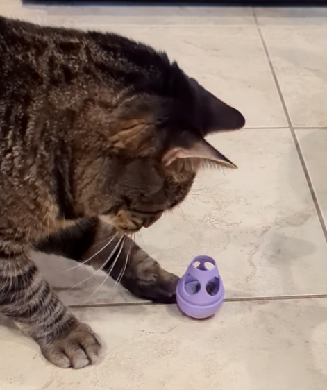 اسباب بازی تعادلی غذا و تشویقی سگ و گربه کد 217 - Image 4