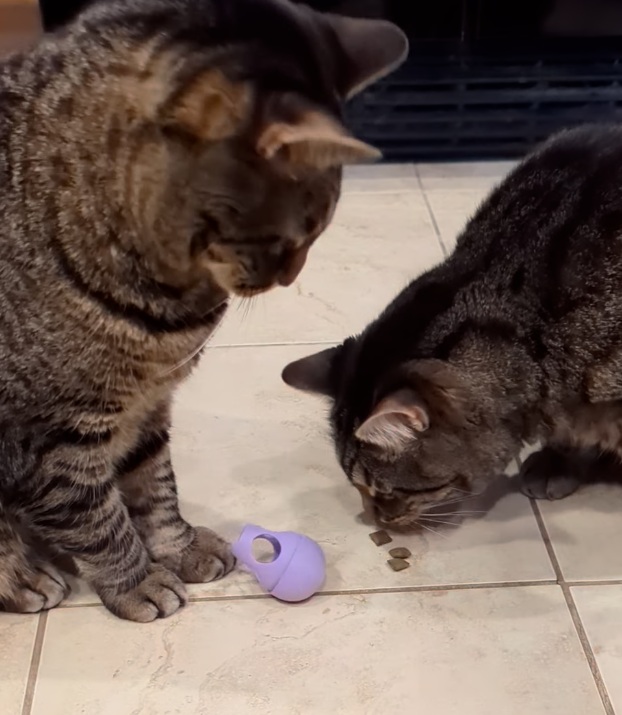 اسباب بازی تعادلی غذا و تشویقی سگ و گربه کد 217 - Image 5