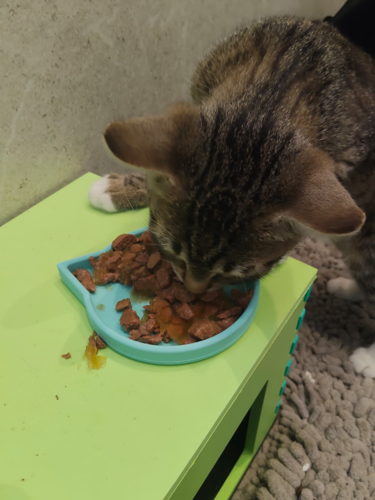 ظرف غذا گربه کد 219 - Image 4