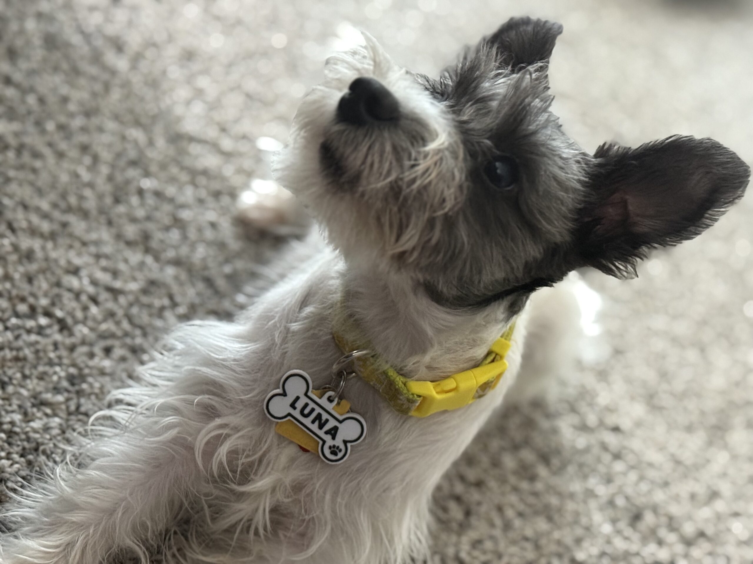 پلاک استخوان سگ کد 220 - Image 2