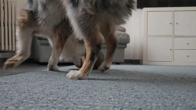 اسباب بازی تعادلی غذا و تشویقی سگ و گربه کد 295 - Image 5